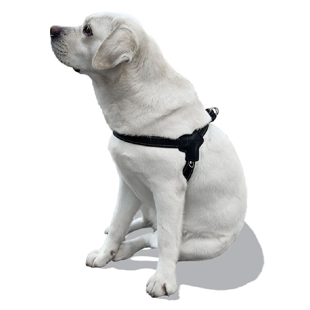 Harnais pour chien taille S 43-56cm
