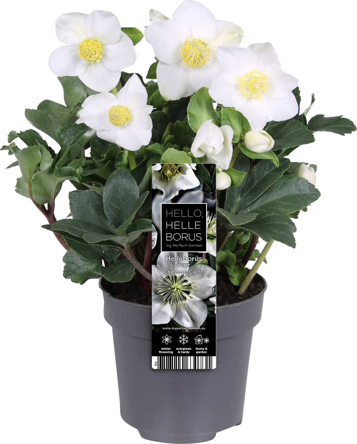 Kerstroos (Helleborus niger 'Christmas Carol') D 12 H 25 cm