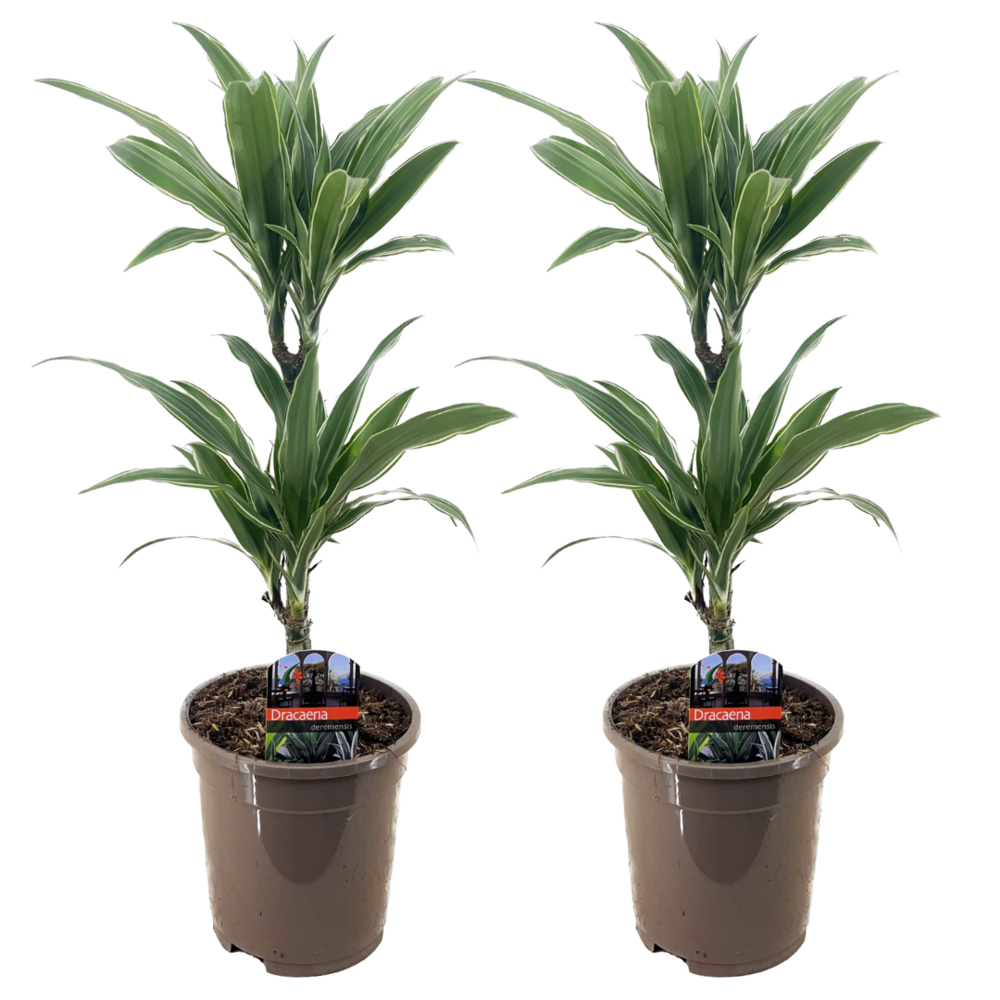 Dracaena deremensis 'warneckei' - set de 2 - taille du pot 17 cm - h 60-70 cm