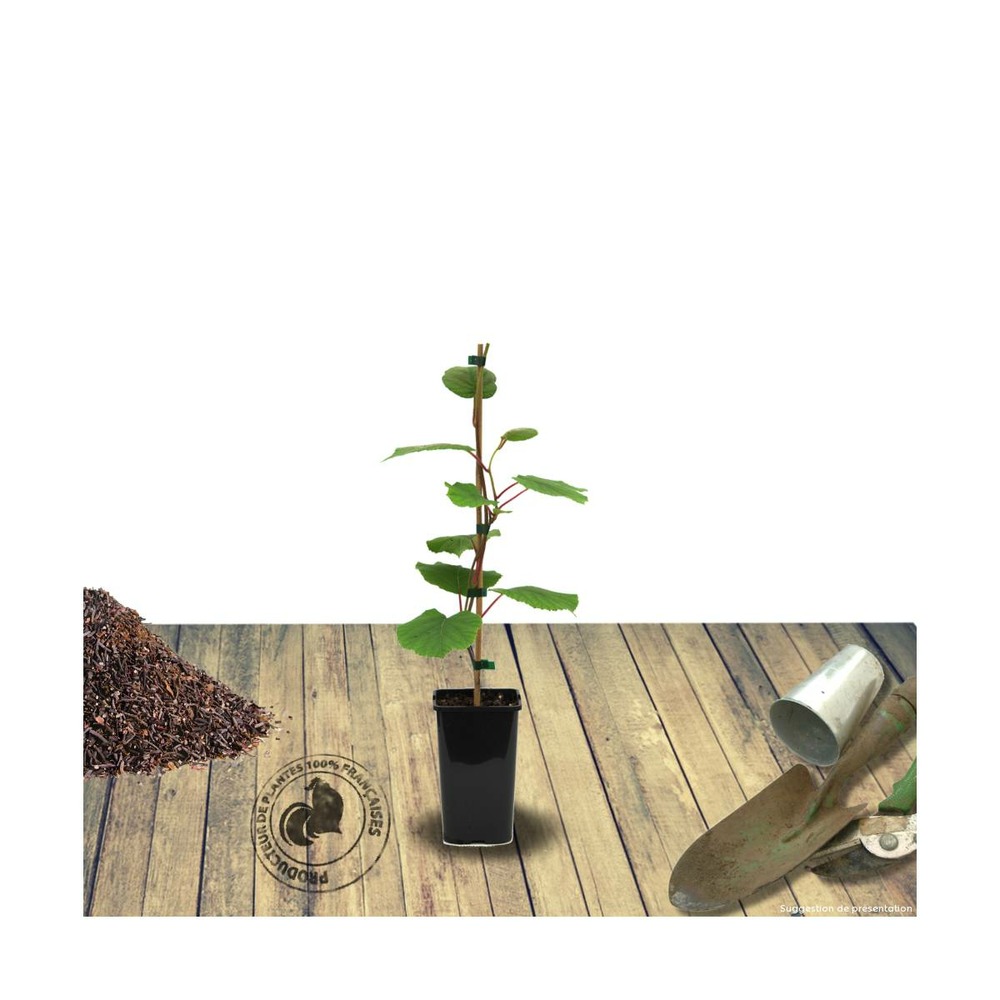 Kiwi chinensis hayward (femelle)/actinidia chinensis hayward (femelle)[-]pot de 1,5l - 20/50 cm