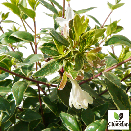 Abelia x grandiflora 'Lucky Lots ® :conteneur 5 litres