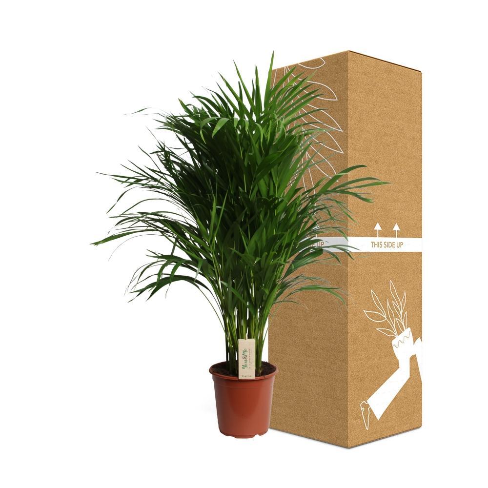 Plante d'intérieur - dypsis lutescens 100.0cm