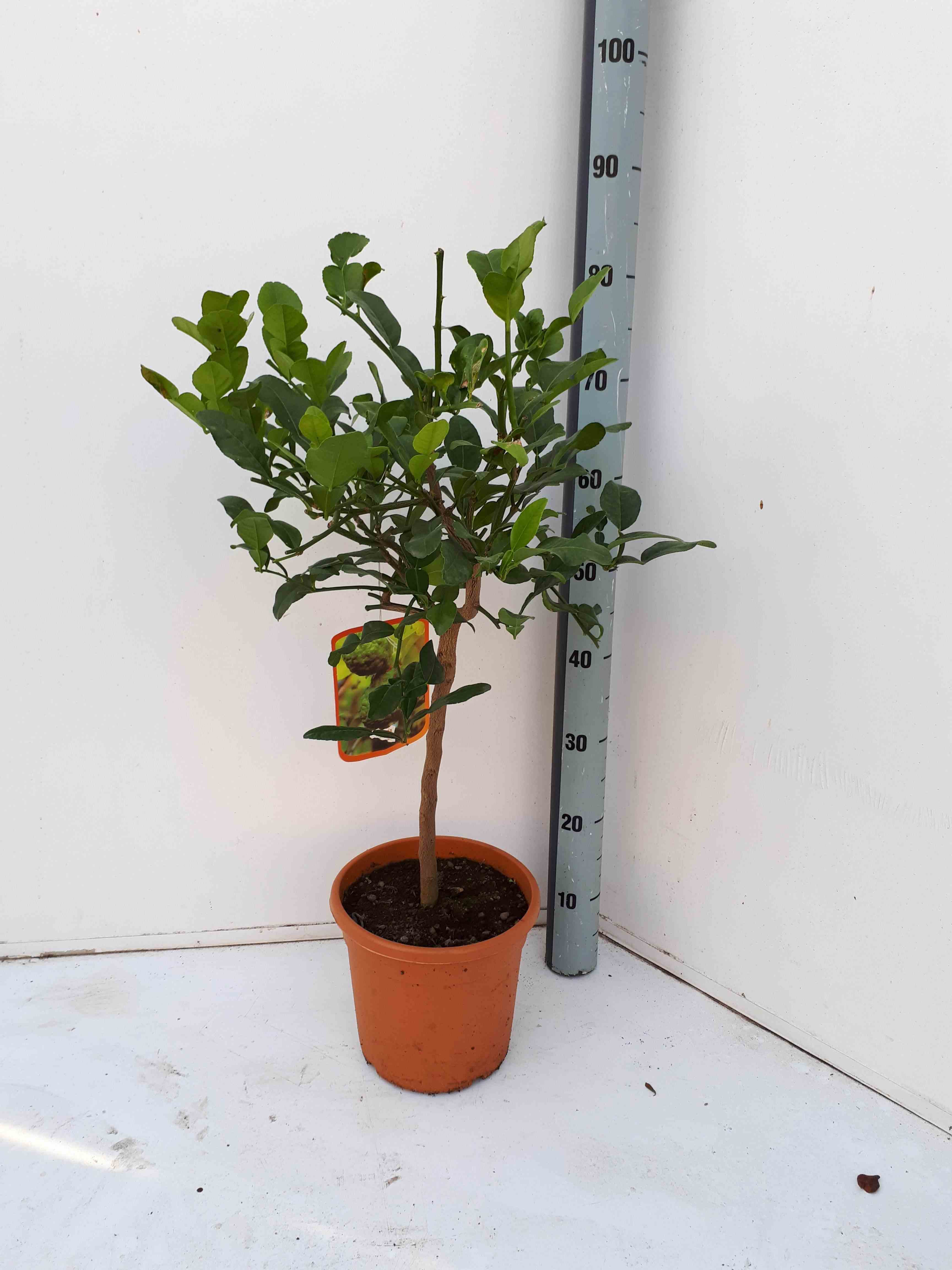Citrus hystrix (combava) blanc - taille pot de 1 litre - 0/40 cm