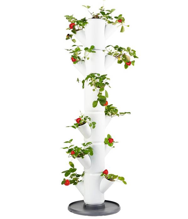 Gusta Garden Erdbeerbaum Sissi Strawberry