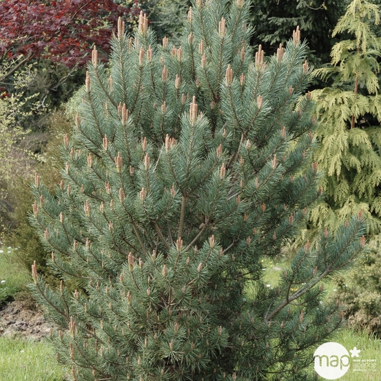 Pinus sylvestris Watereri : pot 3 litres - H. 30/40 cm