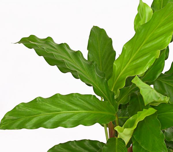 Korbmarante - Calathea 'Tropistar'