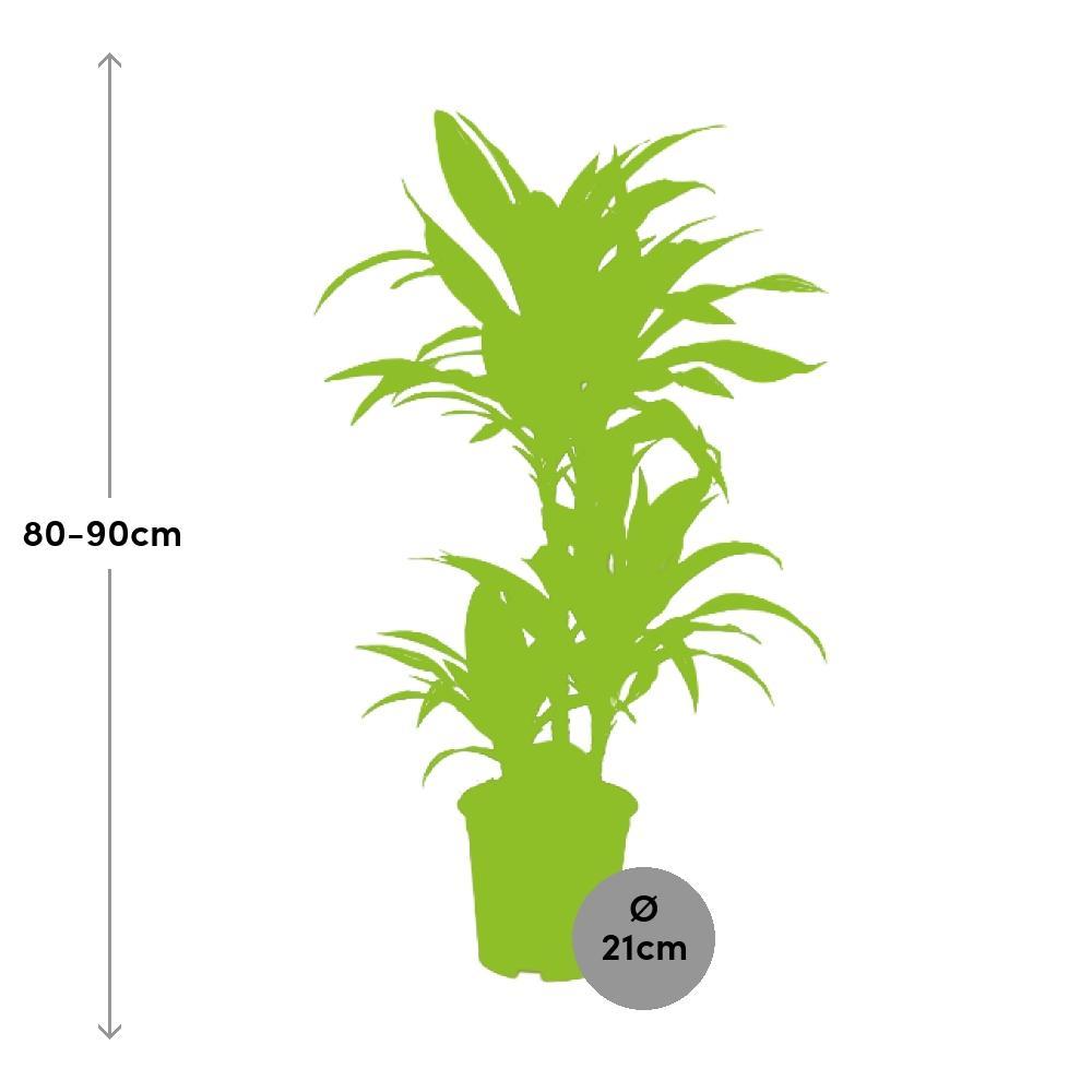 Plante d'intérieur - dracaena 'lemon lime' 90.0cm