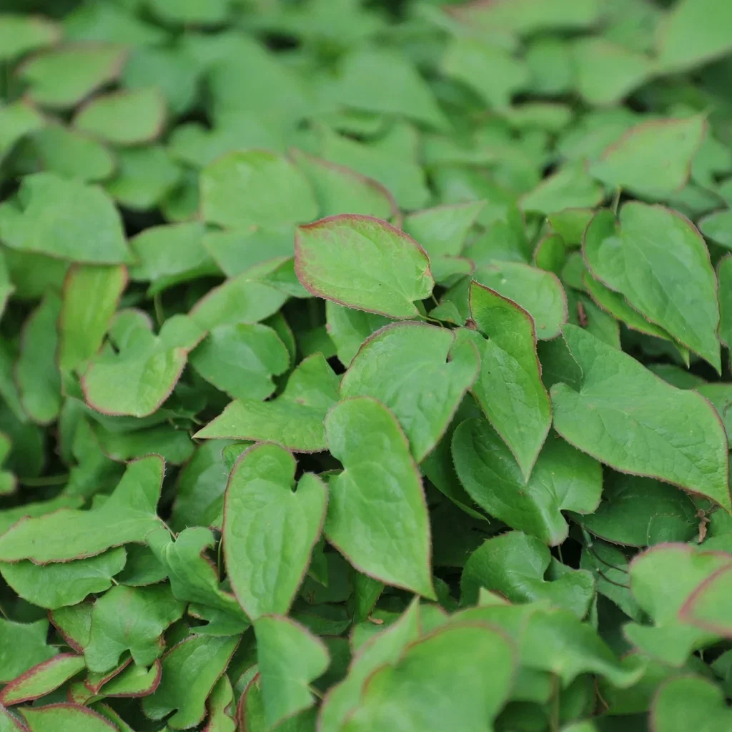 Epimedium rubrum Rød Bispelue Ø11 cm