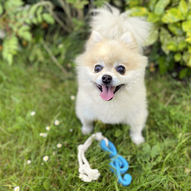 Jouet en caoutchouc et Corde Schtroumpfs pour chien