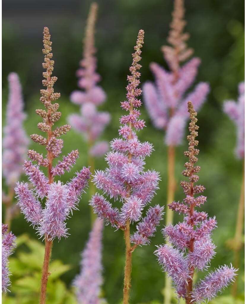 Spirea (Astilbe chinensis 'Pumila') D 9 H 10 cm