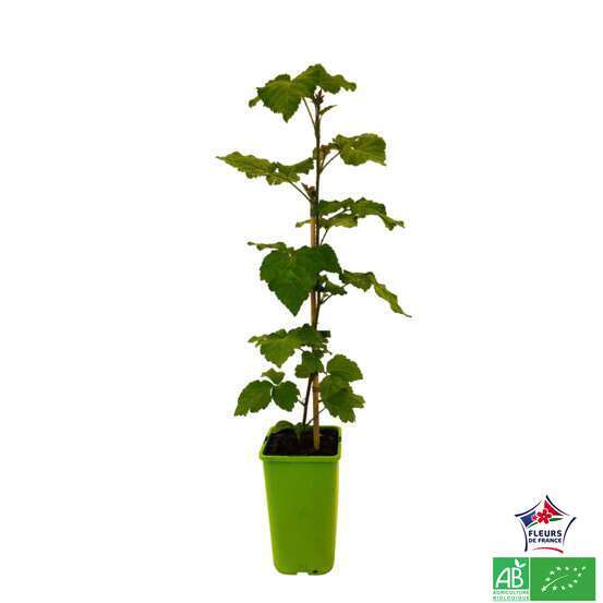 Mûrier Tayberry 'Buckingham' bio : pot de 1,5 litres