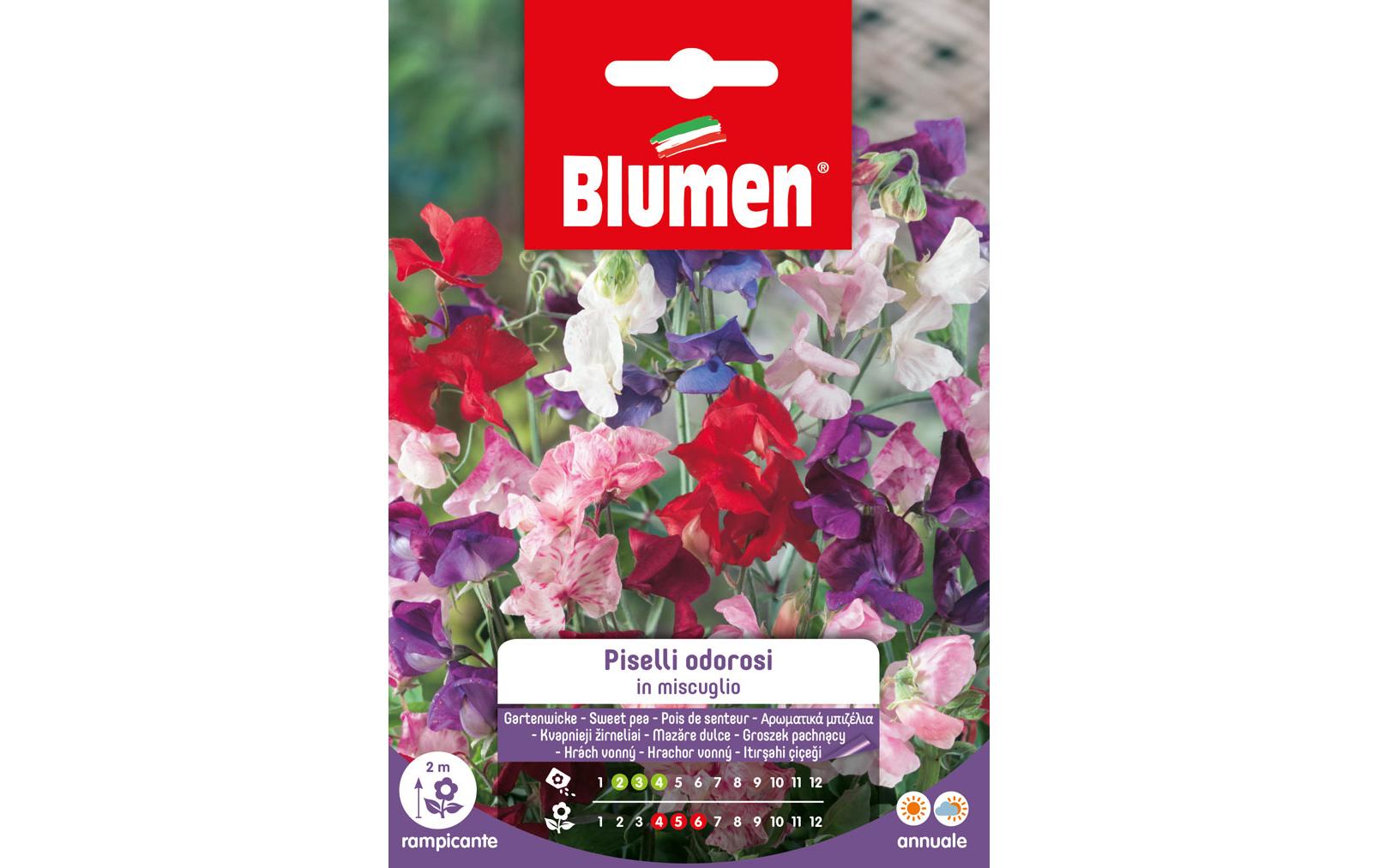 Saatgut Gartenwicke MixBlumensamen
