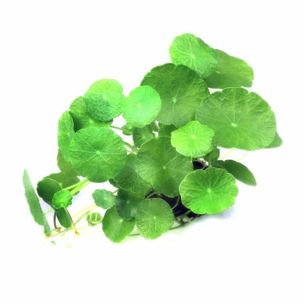 Hydrocotyle verticillata