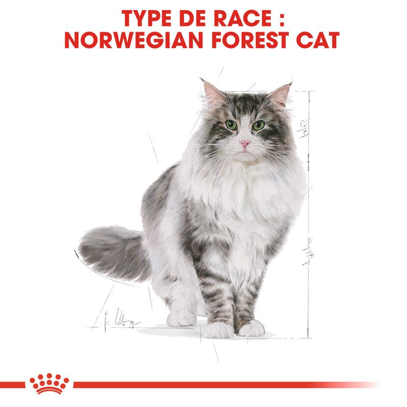 Royal Canin Norvégien Adult