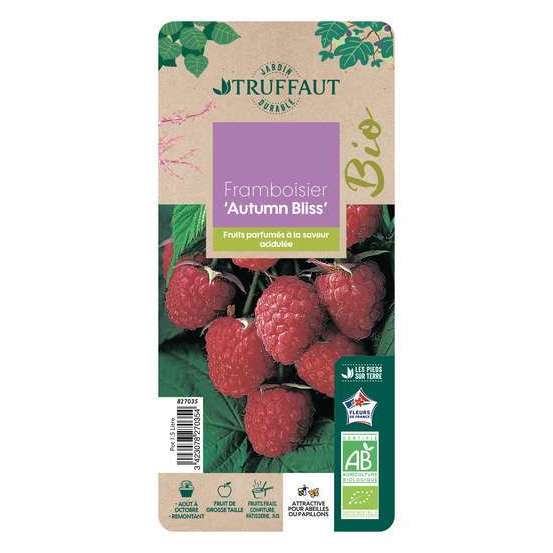 Framboisier 'Autumn Bliss' bio - pot de 1,5L