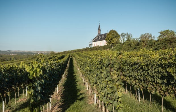Weinbergwanderung in Worms als Geschenkidee