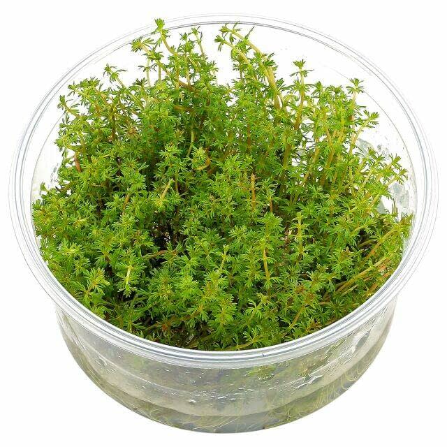 Planta Tropica Iberia Myriophyllum Mattogrossense