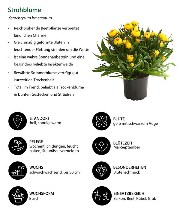 Beet- & Balkonpflanzen-Set Sonnenkuss,