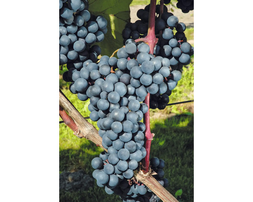 Biologische wijndruif, tafeldruif 'Regent' standaard 60 cm FloraSelf Biologische Vitis vinifera 'Regent' Co 7,5 L