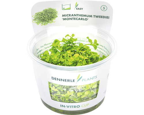 Parelmoer - Micranthemum tweediei In-Vitro