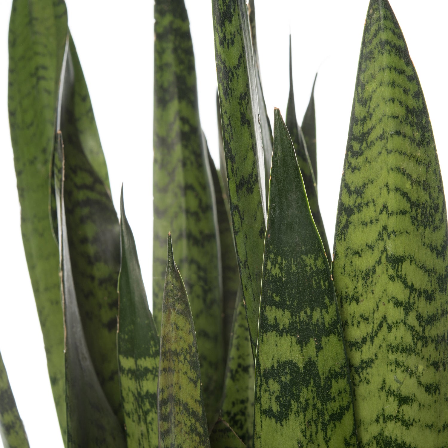 Vrouwentong (Sansevieria zeylanica) D 21 H 80 cm