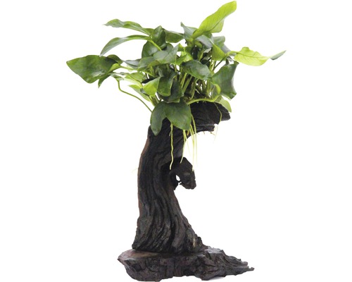 Mbuna kleine waterplant ca. 10 x 12 x 25 cm