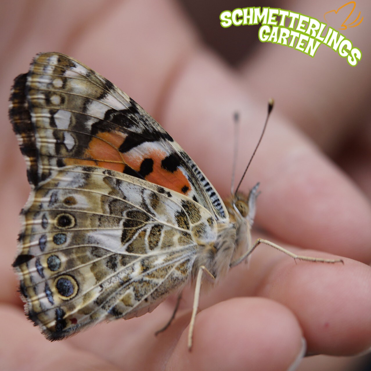 Insectlore Schmetterlingsgarten Pre-Paid