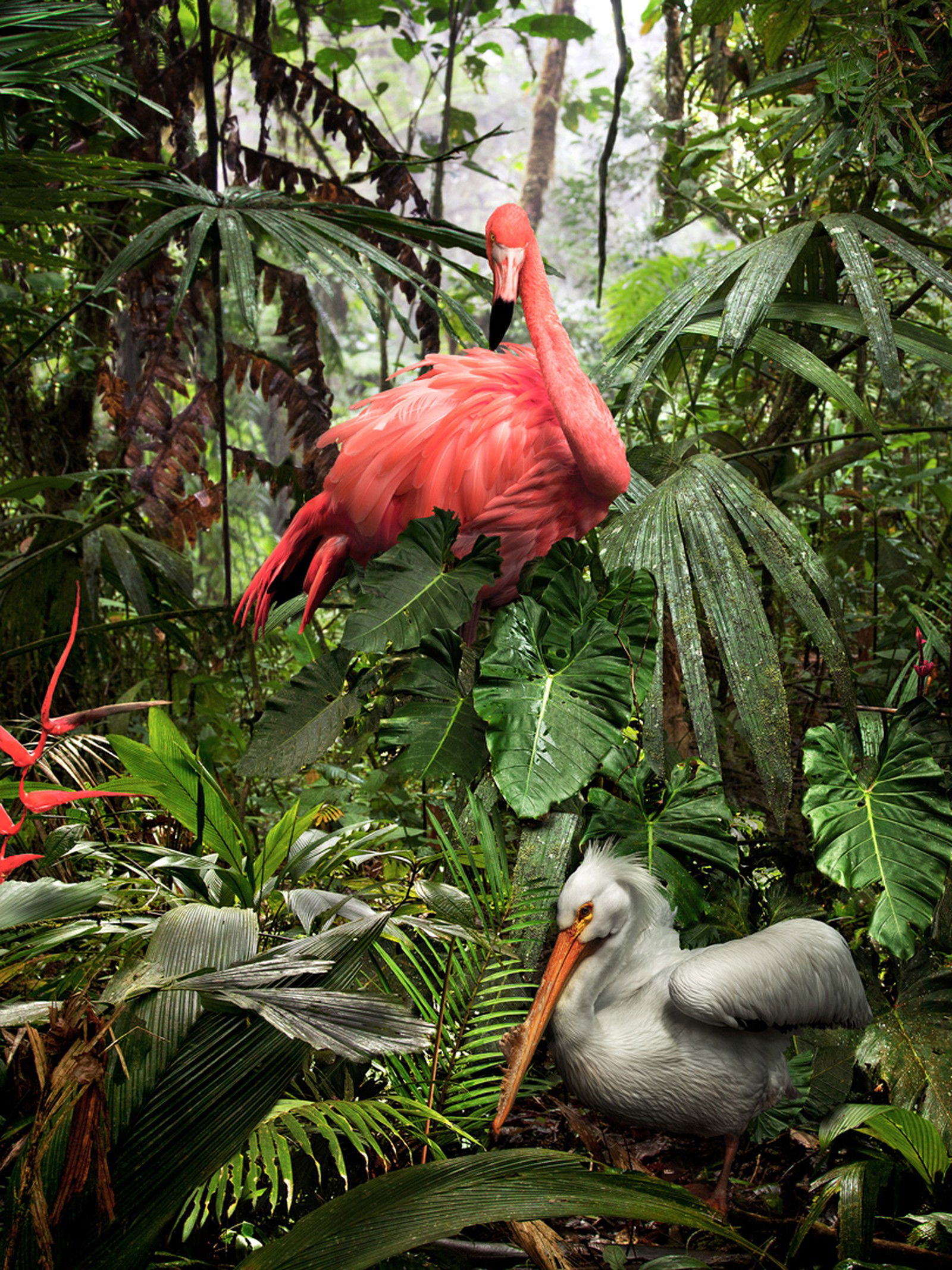A Lost Flamingo and a Lost Pelican by Pat Swain - Darlings - Small Limited Edition. 30x40.