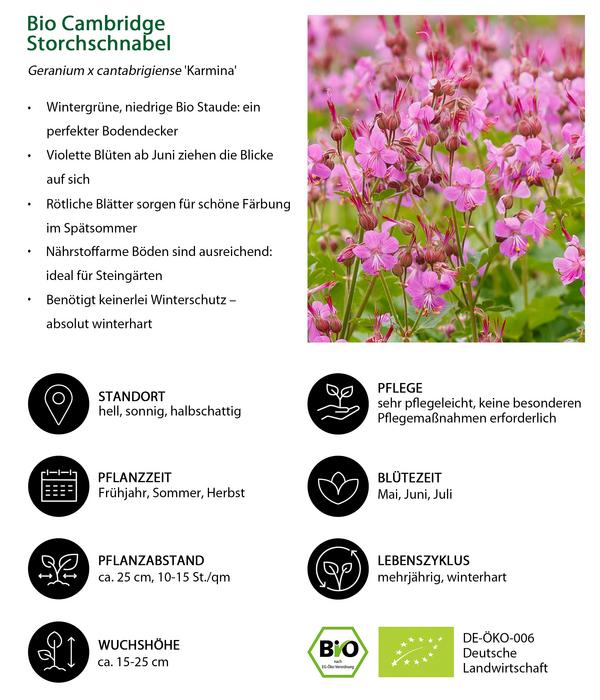 Bio Cambridge Storchschnabel 'Karmina'