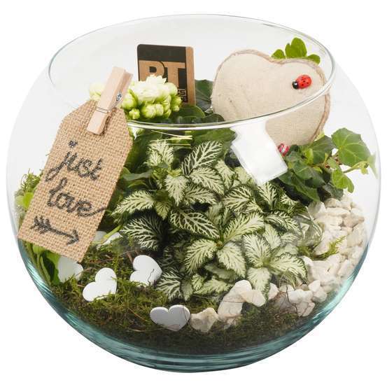 Terrarium St Valentin, blanc