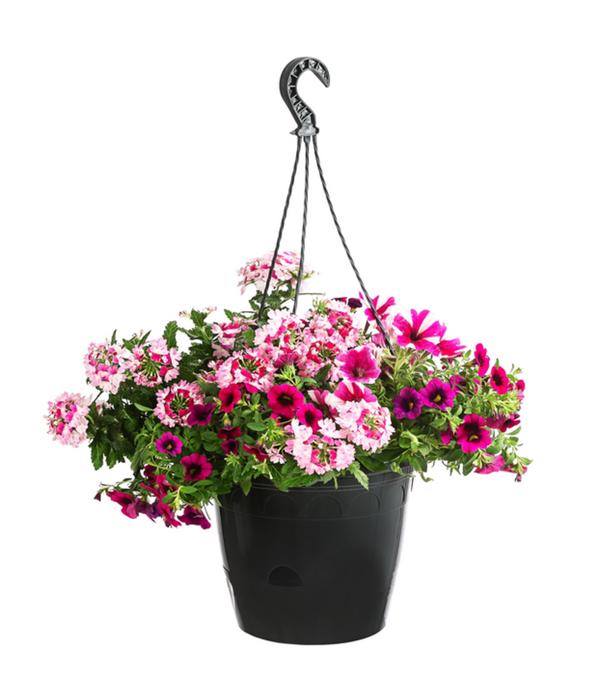 Blumenampel, verschiedene Sorten