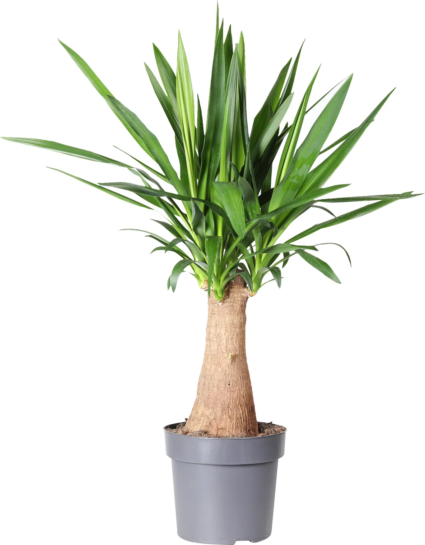 Yucca gigantea Yuccapalme Høyde 90 cm