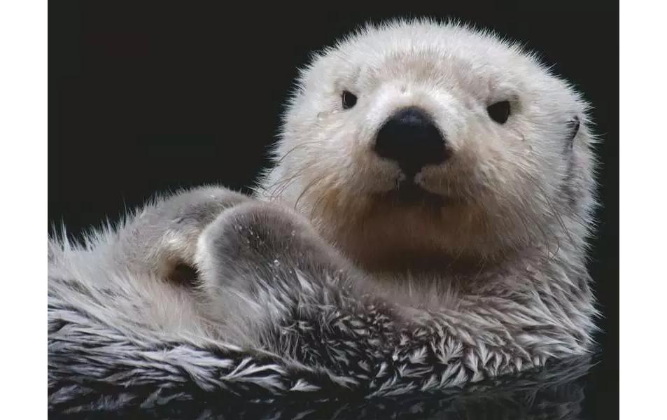 Puzzle Süsser kleiner OtterKlassisches Puzzle