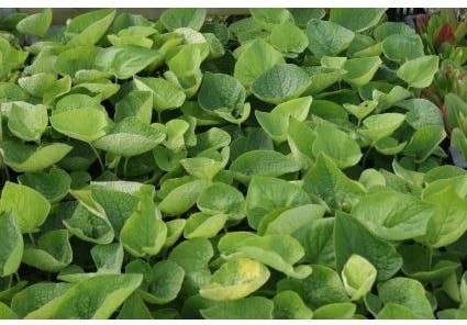 Kaukasische vergeet-mij-niet (Brunnera macrophylla) D 9 H 10 cm