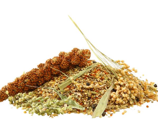 Dehner Best Nature Vogelfutter Wellensittiche