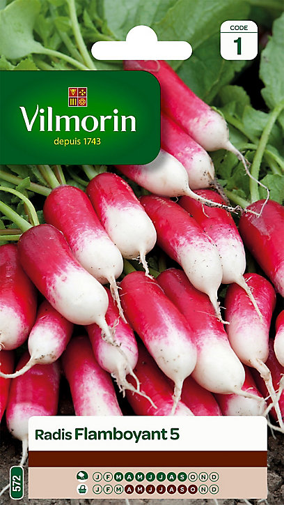 Graines de Radis Flamboyant Vilmorin