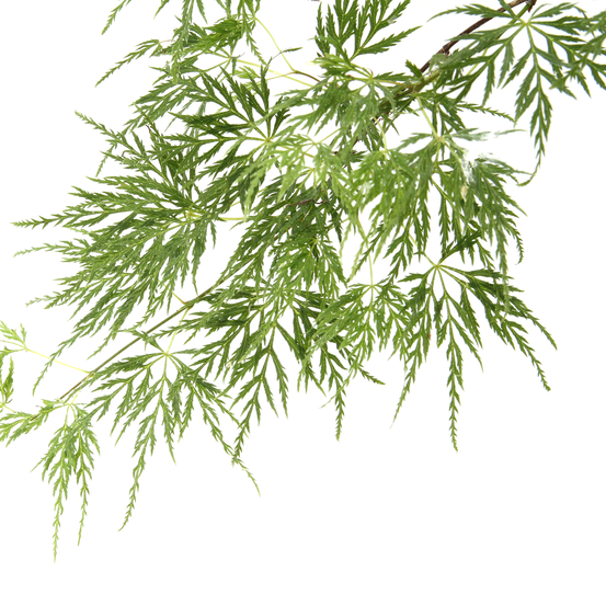 Acer dissectum Emerald Lace : C7L