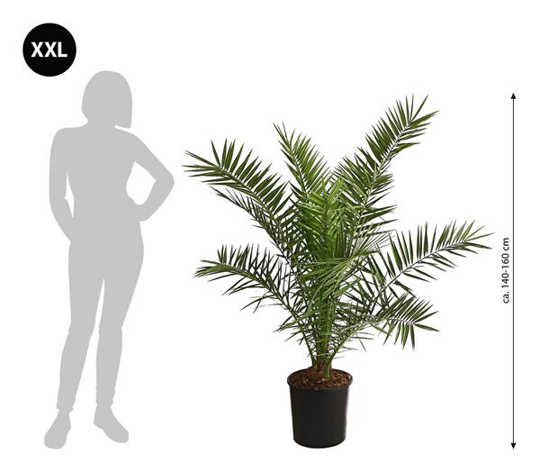 XXL Kanarische Dattelpalme