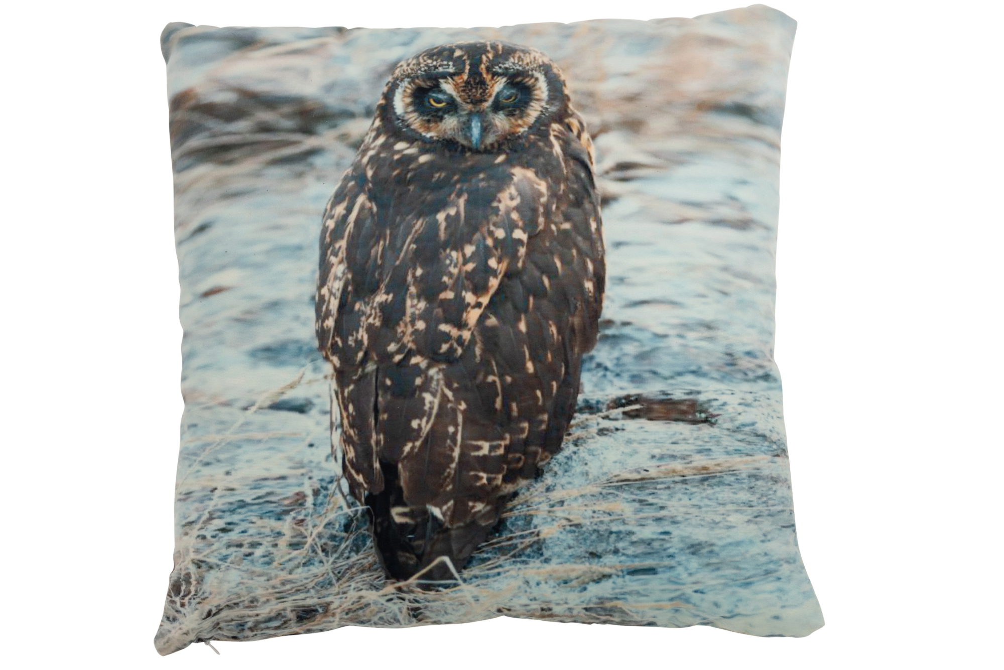 Kussen Animal Fauna Kussen Nature Uil