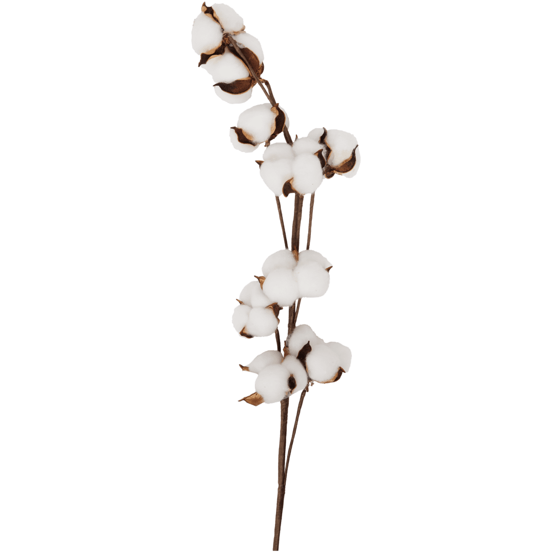 Branche de coton