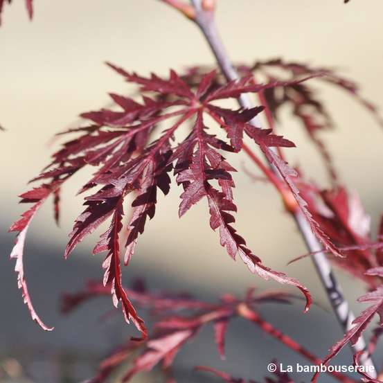 Acer palmatum dissectum 'Tamukeyama' C3L H40/60cm