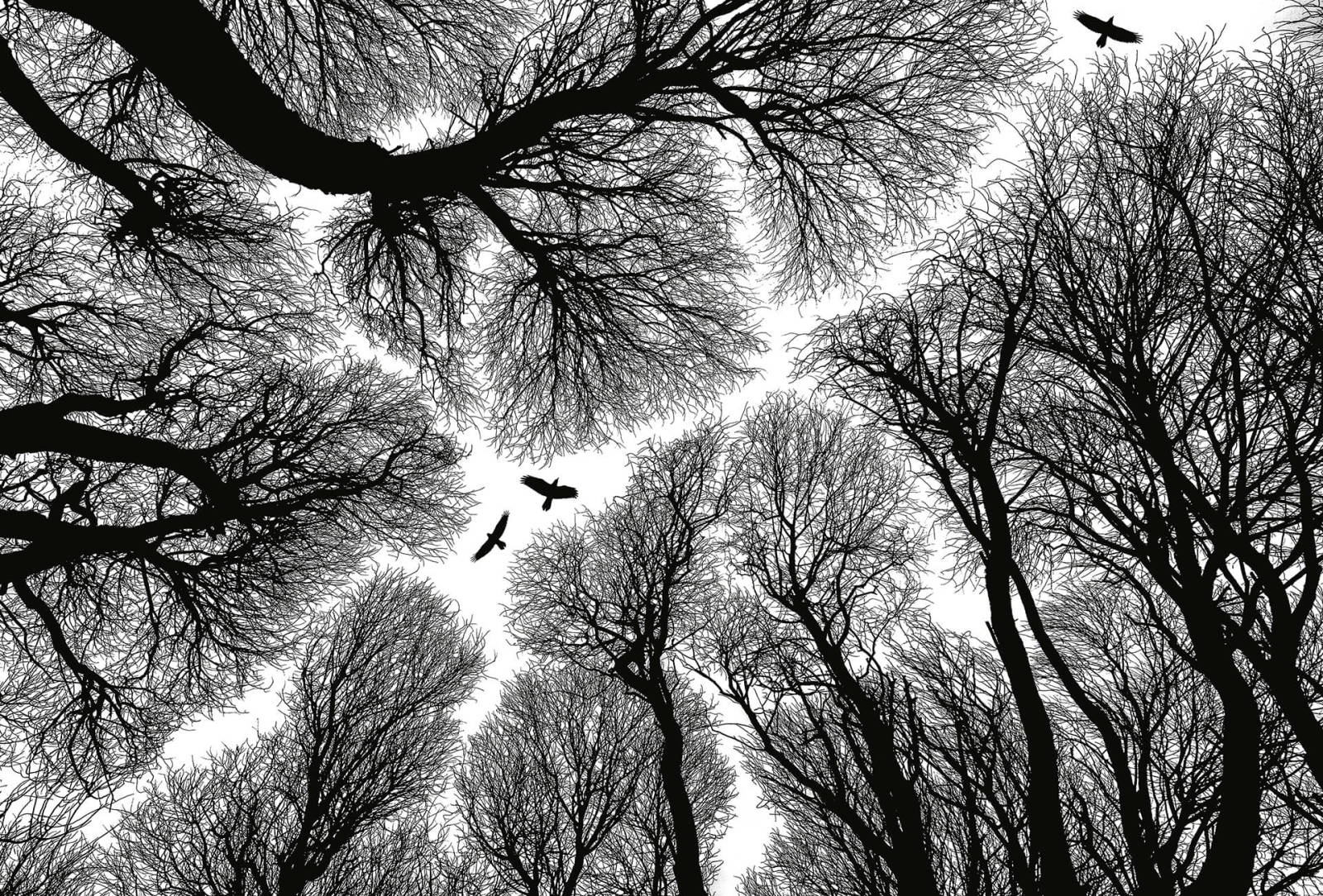 Fototapete DESIGNWALLS 2.0 - schwarz-weiß - Wald - 2,6 Meter