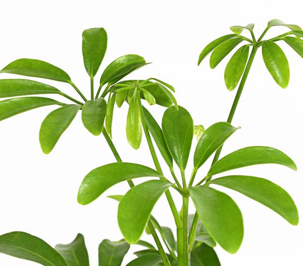 Sternaralie - Schefflera luseana