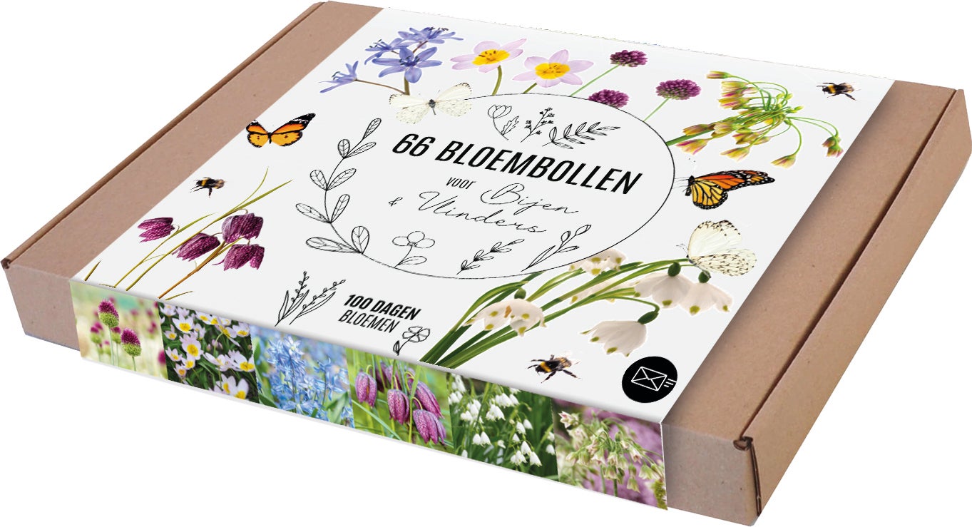 Florex bloembollen geschenkdoos wit paars geel 66 stuks