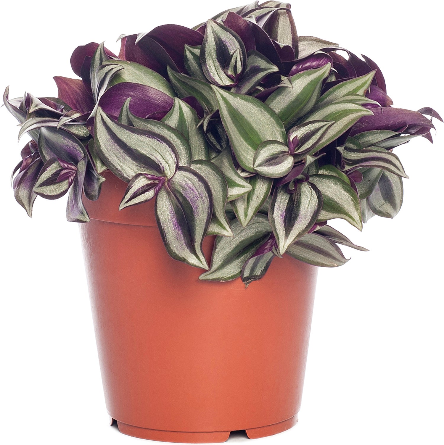 Vaderplant (Tradescantia zebrina) D 15 H 25 cm