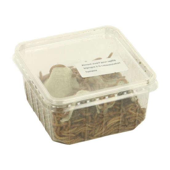 Vers de farine pour alimentation reptiles, 100 gr