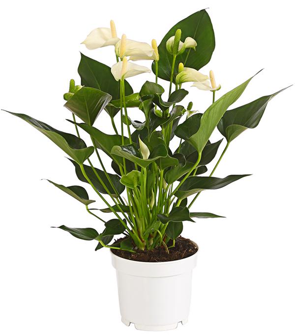 Große Flamingoblume - Anthurium andreanum,