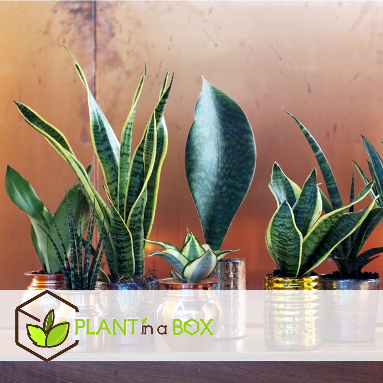 Sansevieria laurentii - set de 2 - langue femelle - pot 12cm - hauteur 30-40cm
