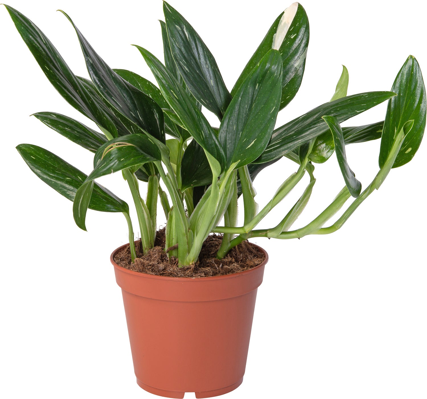 Philodendron (Philodendron 'Cobra') D 15 H 50 cm