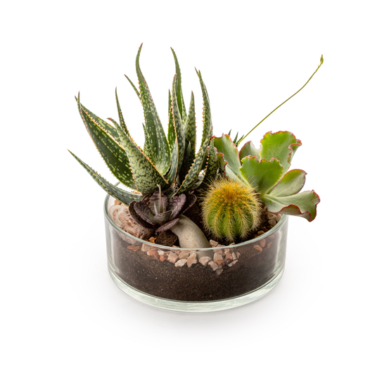 Compo Danakil - plantes grasses, pot D19cm